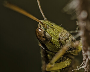 close up of a grasshopper