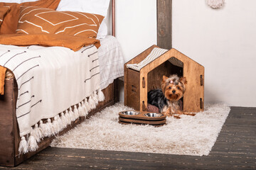 Beautiful Yorkshire Terrier dog peeps out of his beautiful animal house.