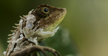 close up of a lizard