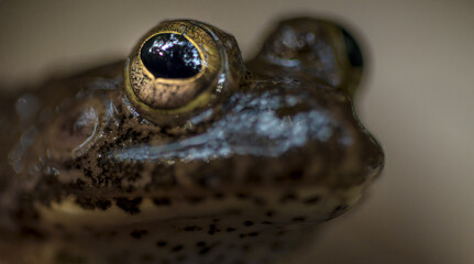 close up of a frog