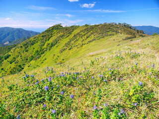 ツクバトリカブトの花畑