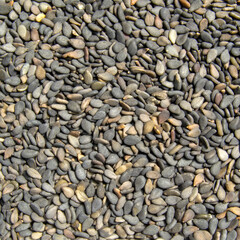 black sesame seeds close up. background with the image of black sesame. Square image.
