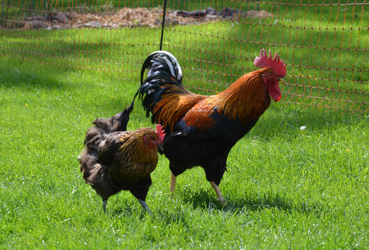Hahn und Hennen auf dem Hühnerhof