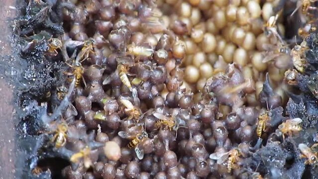 Nest of the yellow marmalade bee, we see the eggs and all the structural basis of the nest in standardized box
