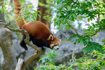 木の上を渡り歩くレッサーパンダ