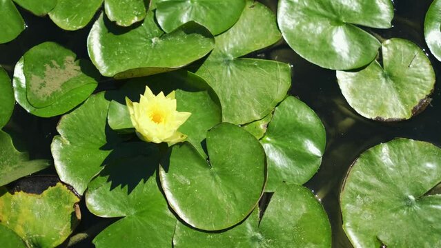 Lotus blooming in the pond is surrounded by leaves. lotus water lily flower and green leaves in pond.4K