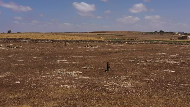 a lonely donkey in a countryside in morocco