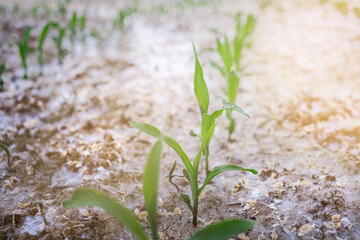 Young green corn growing on the field. Young Corn Plants.