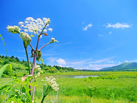 日本固有種images Browse 591 Stock Photos Vectors And Video Adobe Stock