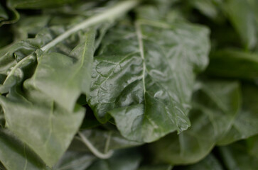 Hojas de Acelga Verde