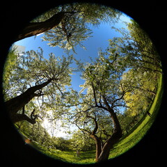 Around on Sky. Taken with a fisheye lens to give the special plate effect. Spring flowering pear...