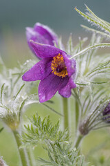 Spring flowers. White primrose or primula flowers in a garden
