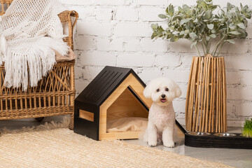 Cute bichon frize puppy with a stylish pet house in the room interior