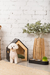 Cute bichon frize puppy with a stylish pet house in the room interior