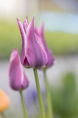 Isolated single purple tulips with water drops. Purple flowers in a close-up shot with nice out of focus background