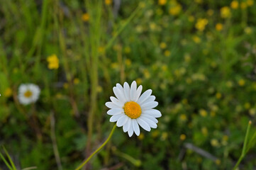 FLOWER,TREE,PLANTS,ANIMALS, LANDSCAPE