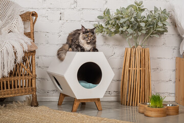 The cat of the Meikun breed is sitting on his pet house with a bowl of food nearby.