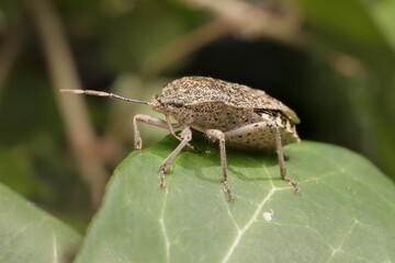 Rhaphigaster nebulosa on a leaf 