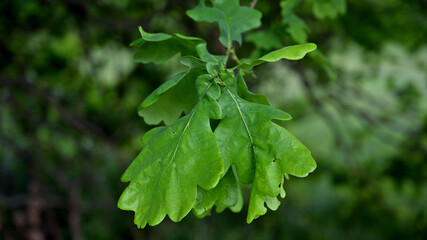 FLOWER,TREE,PLANTS,ANIMALS, LANDSCAPE