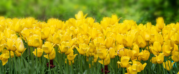 Fototapeta premium Beautiful yellow tulips in a tulip field. Spring time. Colorful photo.