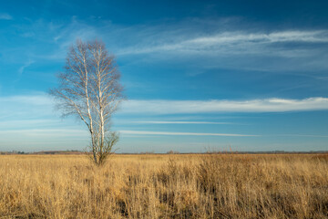 Fototapeta premium A solitary birch tree growing on a dry steppe meadow