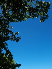 branches against sky
