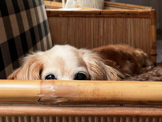 Pup Peering Over edge