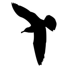 Bottom view of flying seagull silhouette with spread wings isolated on white. Flying tern bird.