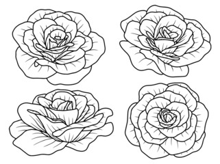 Hand drawing and sketch flower with line art illustration	