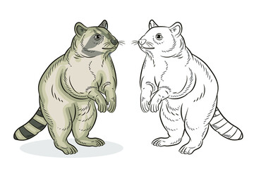 



Animals. Black white and color image of a pretty raccoon, coloring for children.