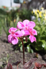 pink and white flowers