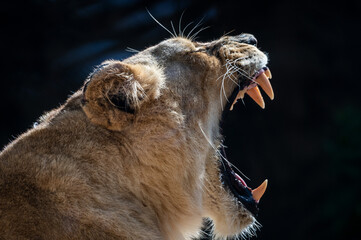 A female lion with its mouth wide opened showing its fangs while roaring