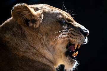 A female lion showing its fangs