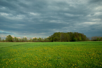 Storm clouds over a green meadow with yellow flowers