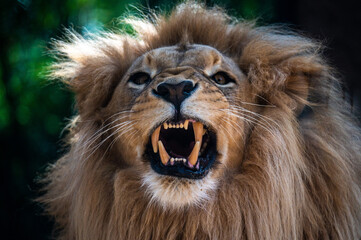 A lion showing its fangs while roaring . Head portrait.