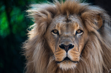 Fototapeta na wymiar Portrait of a male lion head