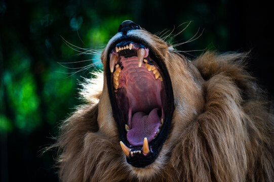 A lion with its mouth wide opened showing its fangs while roaring