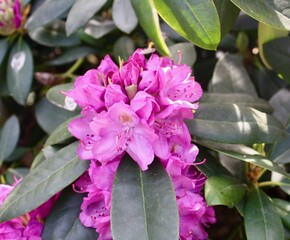 pink flowers in the garden