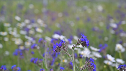 FLOWER,TREE,PLANTS,ANIMALS, LANDSCAPE