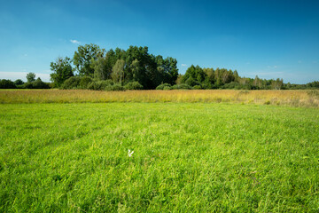 Obraz premium Green meadow in front of the trees and blue sky