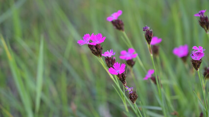 FLOWER,TREE,PLANTS,ANIMALS, LANDSCAPE