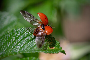 A red ladybug sits on a green leaf on a hot and sunny summer day.