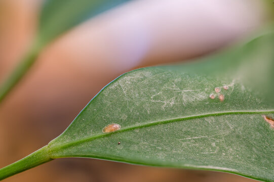 Focus on a single pest scale insect on an indoor houseplant leaf.