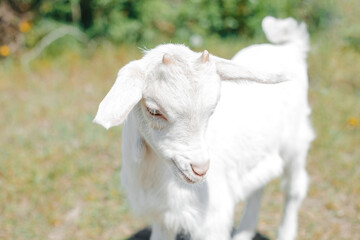 Obraz premium white young goat in sun around green grass