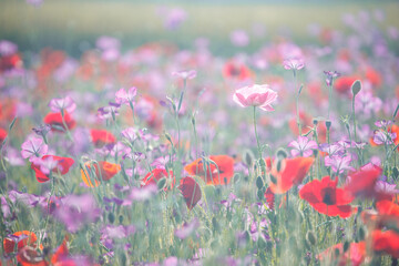 ふわふわなお花畑(ポピー)