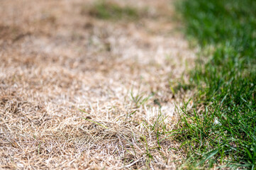 Visible distinction between healthy lawn and chemical burned grass. 