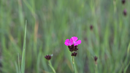flower, kwiat, Sommer, lato , colori, macro, natura, łąka © Romek