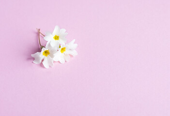 Fototapeta na wymiar White spring flowers primrose on a pink background
