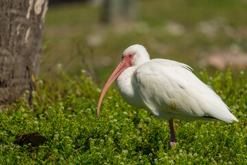American White Ibis