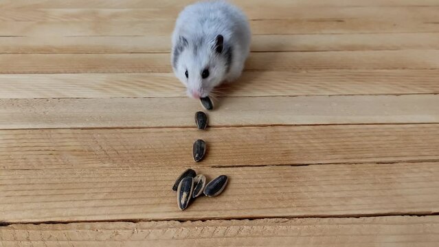 Gray Syrian hamster eats sunflower seeds in turn, which lie in a row